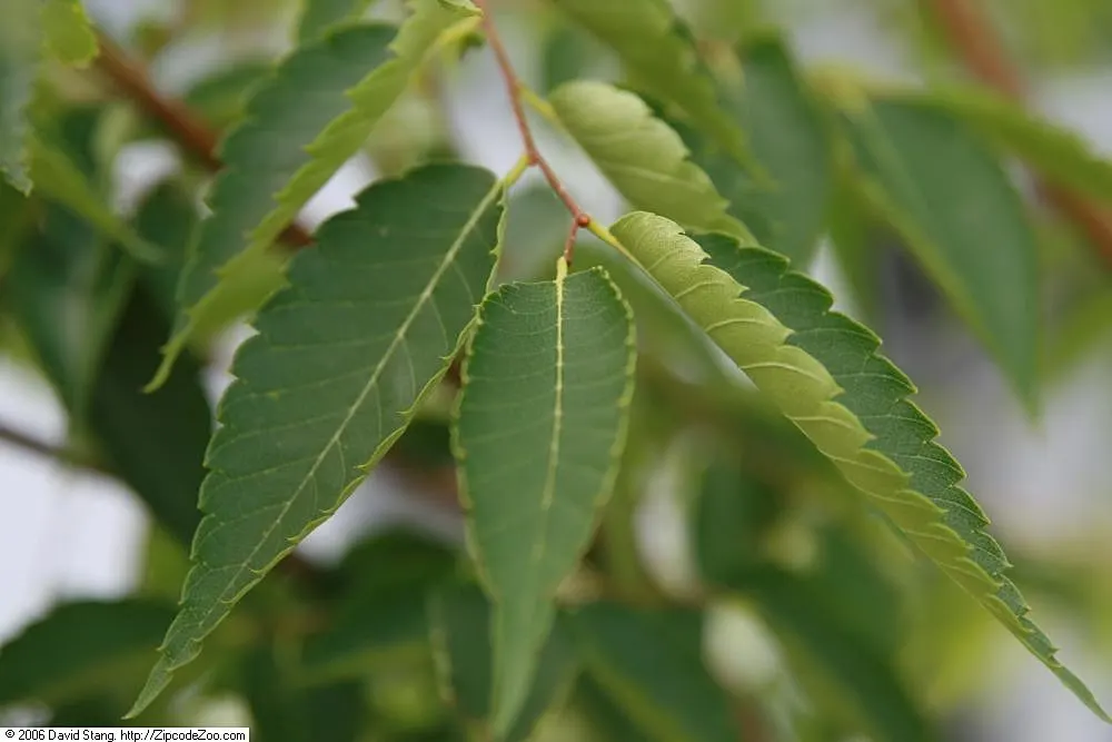 Sawleaf Zelkova (Zelkova Serrata) — This tree is tolerant of urban conditions