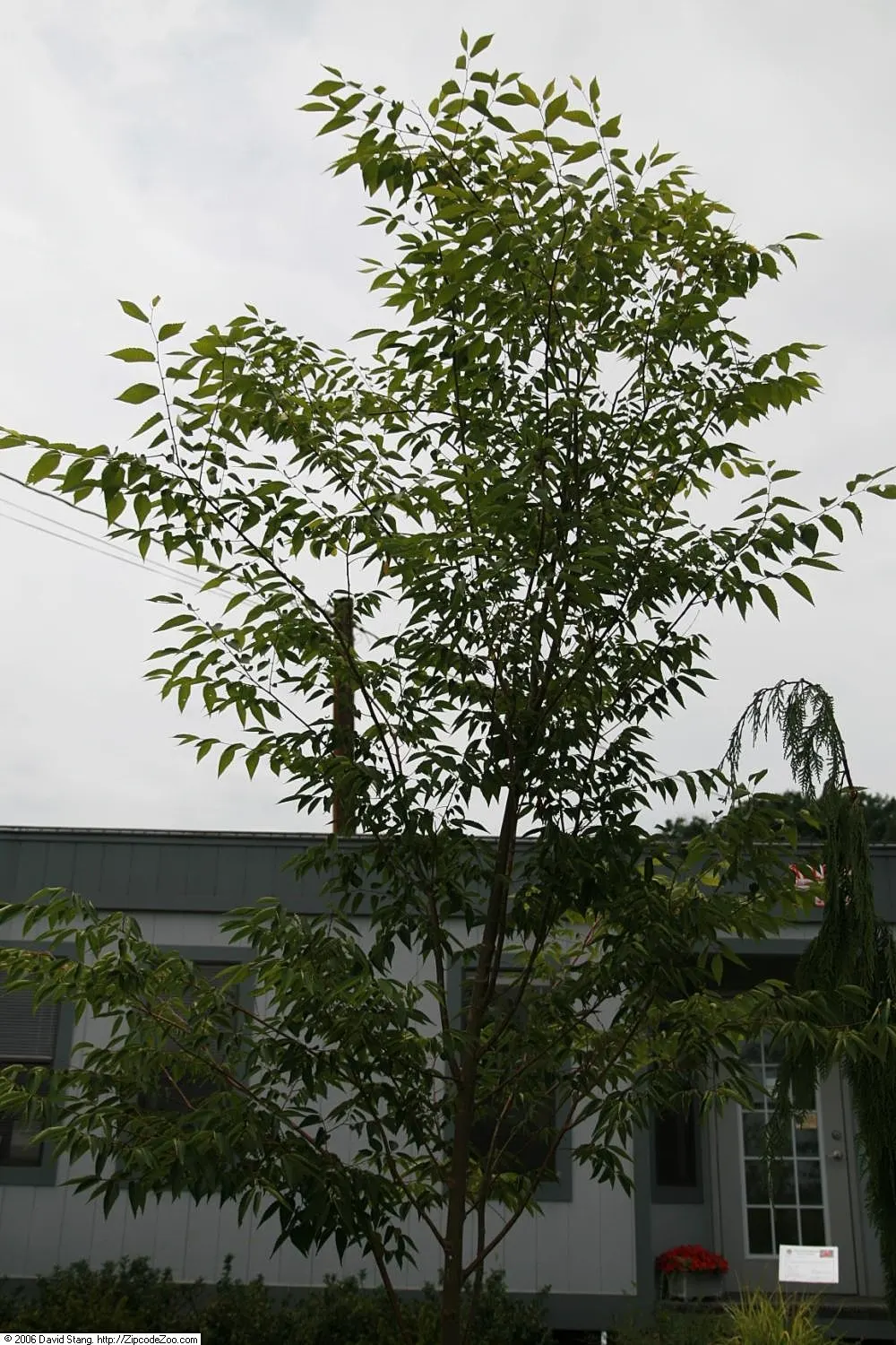Sawleaf Zelkova (Zelkova Serrata) — this deciduous tree thrives in USDA hardiness zones 5 to 8; withstanding winter lows down to -20&deg;F, image 59