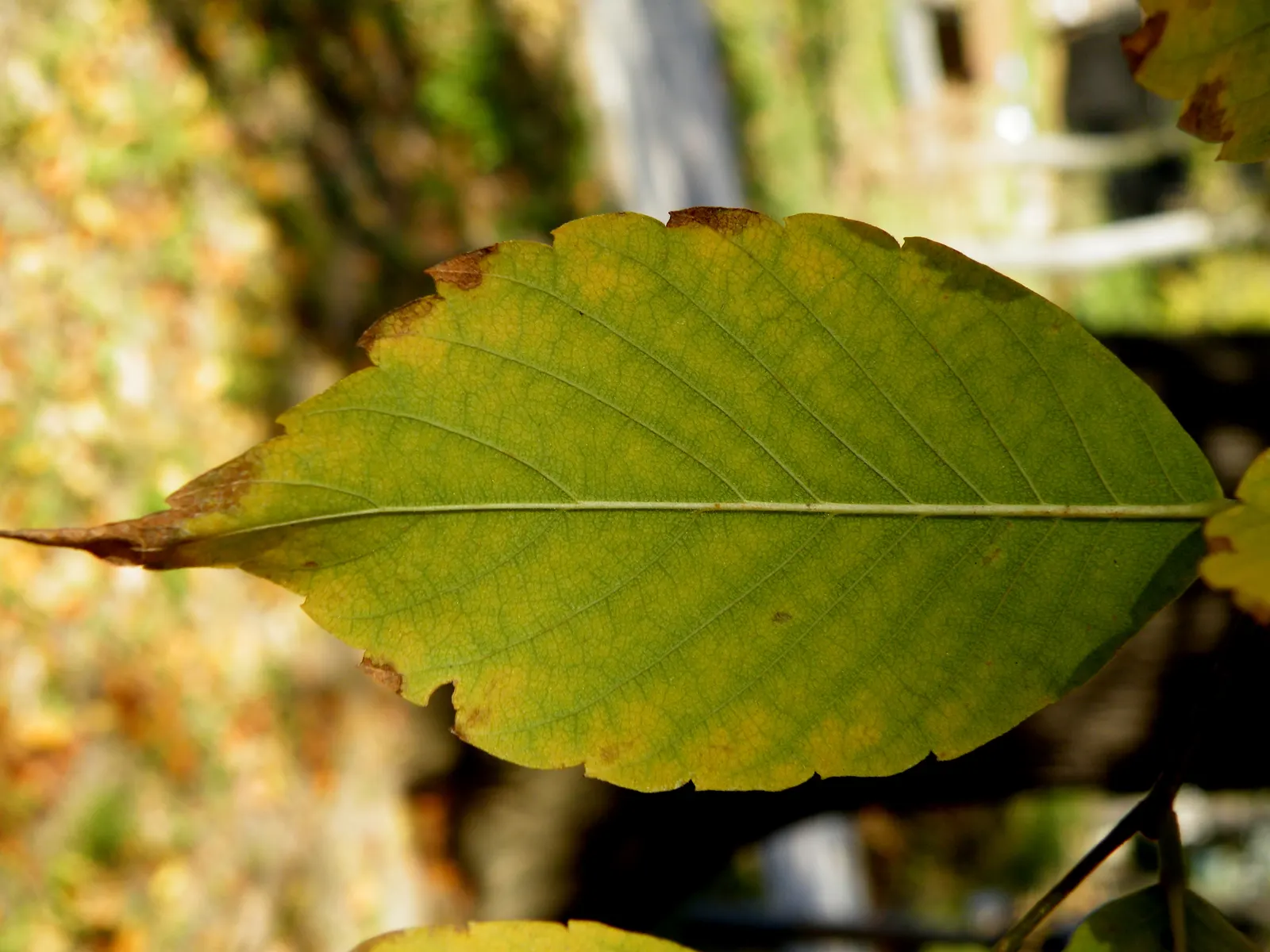 Sawleaf Zelkova (Zelkova Serrata) — ensure adequate room for growth and consider its use as a focal point; is a majestic deciduous tree admired for, image 72