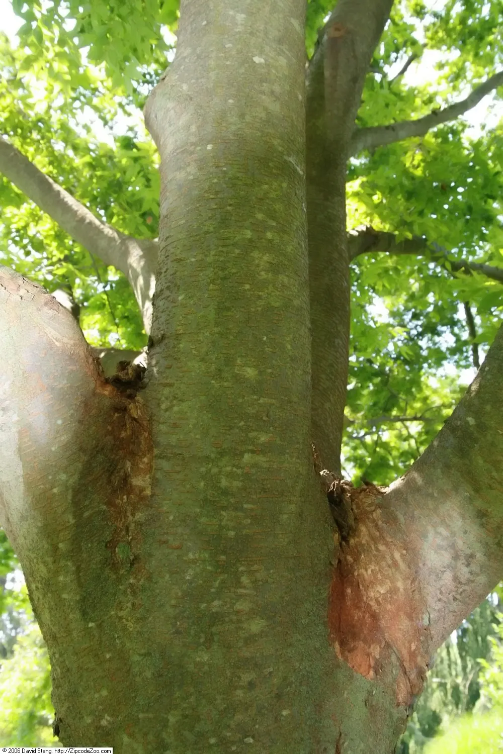 Sawleaf Zelkova (Zelkova Serrata) — It is also notably resistant to Dutch elm disease; with a graceful spread of 50 to 75 feet