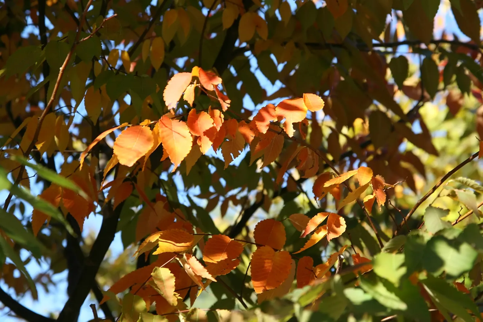 Sawleaf Zelkova (Zelkova Serrata) — Its serrated leaves emerge with a bronze tinge; including air pollution and varied soil types