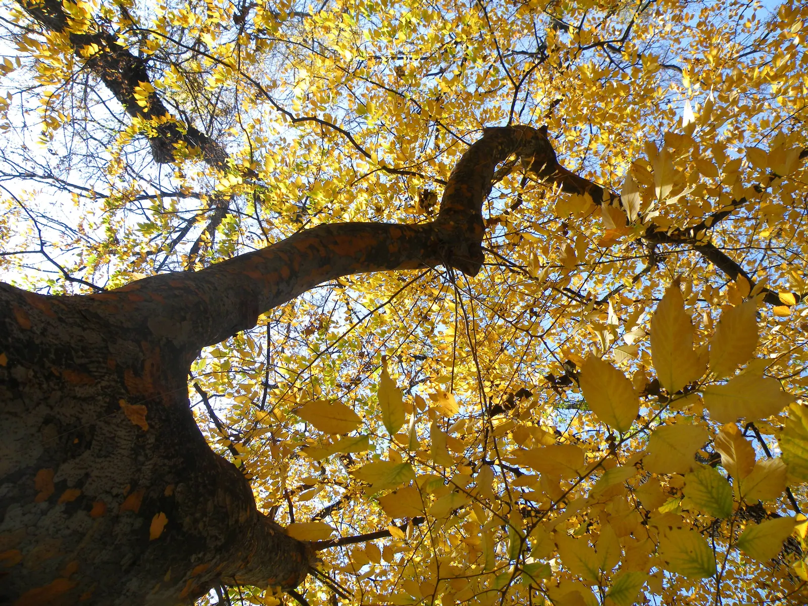Sawleaf Zelkova (Zelkova Serrata) — which accounts for its common name; it is also notably resistant to Dutch elm disease, image 64