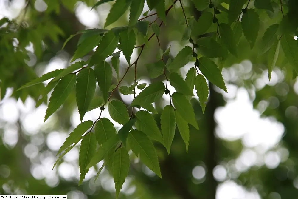 Sawleaf Zelkova (Zelkova Serrata) — including air pollution and varied soil types