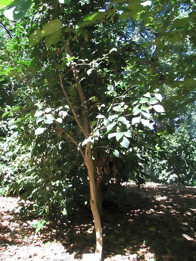 Sawleaf Zelkova (Zelkova Serrata) — making it an impeccable choice for diverse landscape designs; its serrated leaves emerge with a bronze tinge, image 58