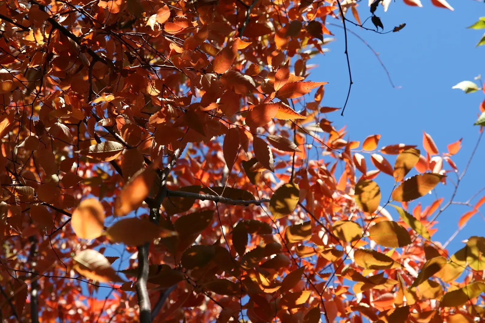 Sawleaf Zelkova (Zelkova Serrata) — Ideal for urban landscapes, it thrives in full sun and is highly resistant to diseases and pests; offers both, image 55