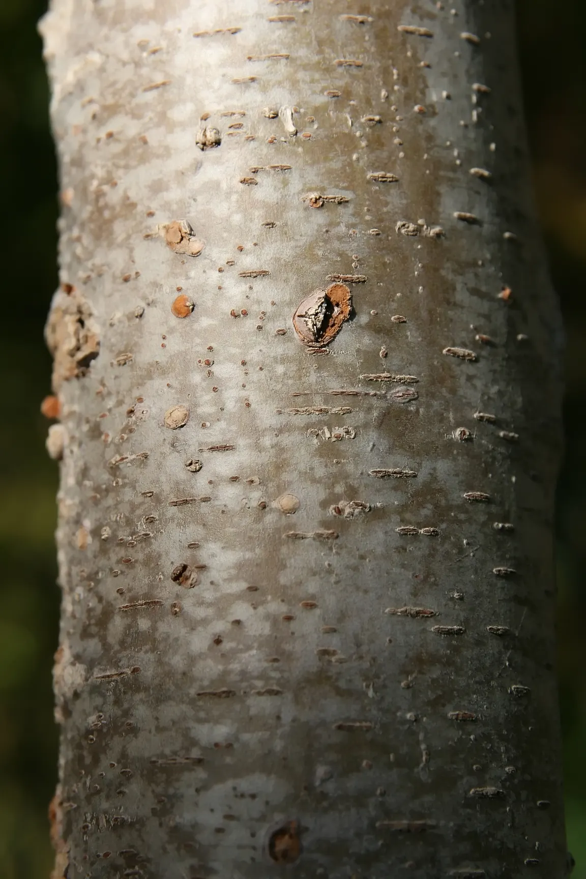 Sawleaf Zelkova (Zelkova Serrata) — offers both aesthetic appeal and resilience; making it a reliable alternative to elms.<br><br>When specifying Zelkova