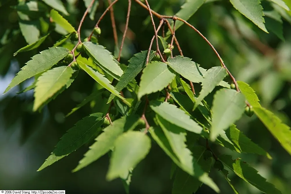Sawleaf Zelkova (Zelkova Serrata) — which accounts for its common name; it is also notably resistant to Dutch elm disease