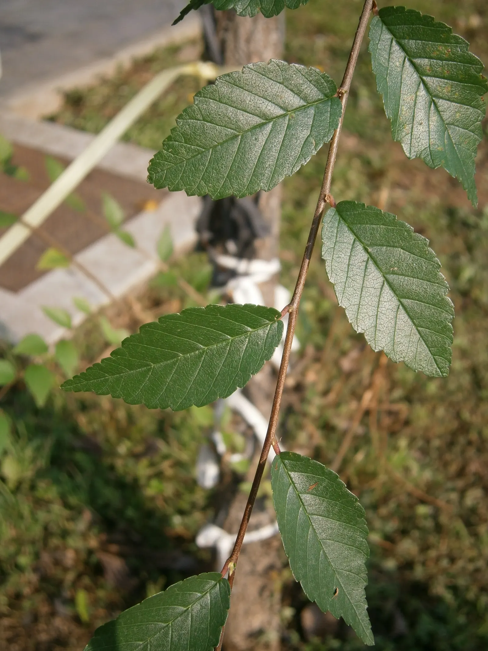 Sawleaf Zelkova (Zelkova Serrata) — It is also notably resistant to Dutch elm disease; with a graceful spread of 50 to 75 feet, image 70
