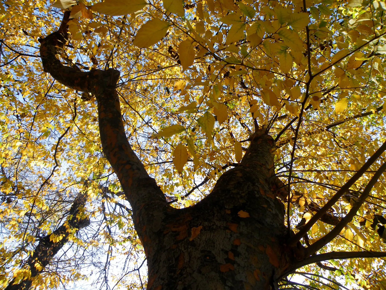 Sawleaf Zelkova (Zelkova Serrata) — maturing to dark green in summer and transitioning to a brilliant palette of reds; tree for full, image 54
