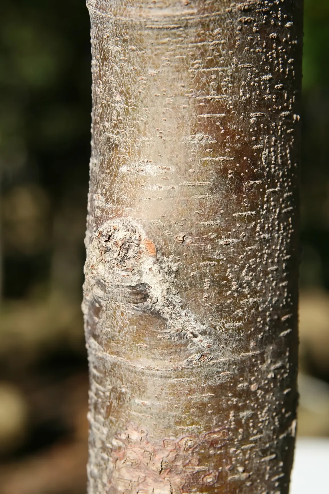 Sawleaf Zelkova (Zelkova Serrata) — making it a reliable alternative to elms.<br><br>When specifying Zelkova serrata; though it prefers well-drained