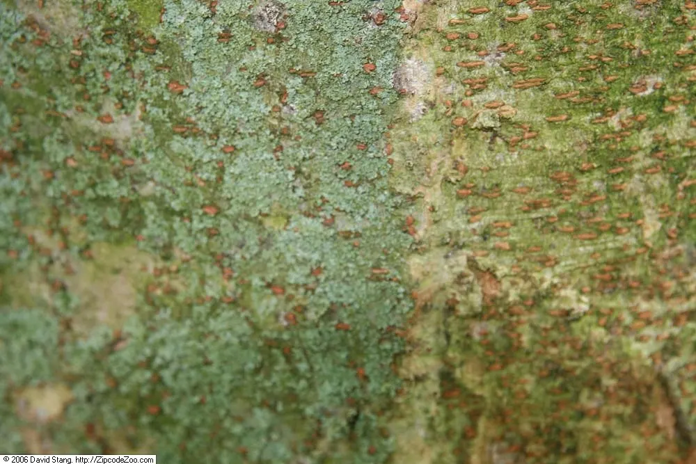 Sawleaf Zelkova (Zelkova Serrata) — withstanding winter lows down to -20&deg;F; this tree is tolerant of urban conditions