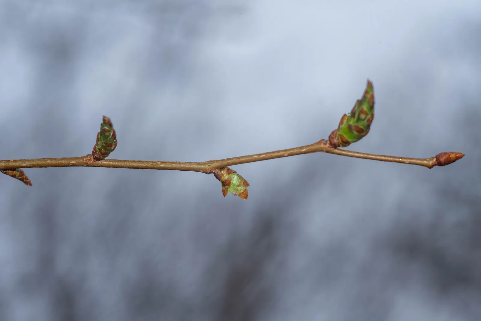 Sawleaf Zelkova (Zelkova Serrata) — the foliage transitions to a spectacular show of oranges
