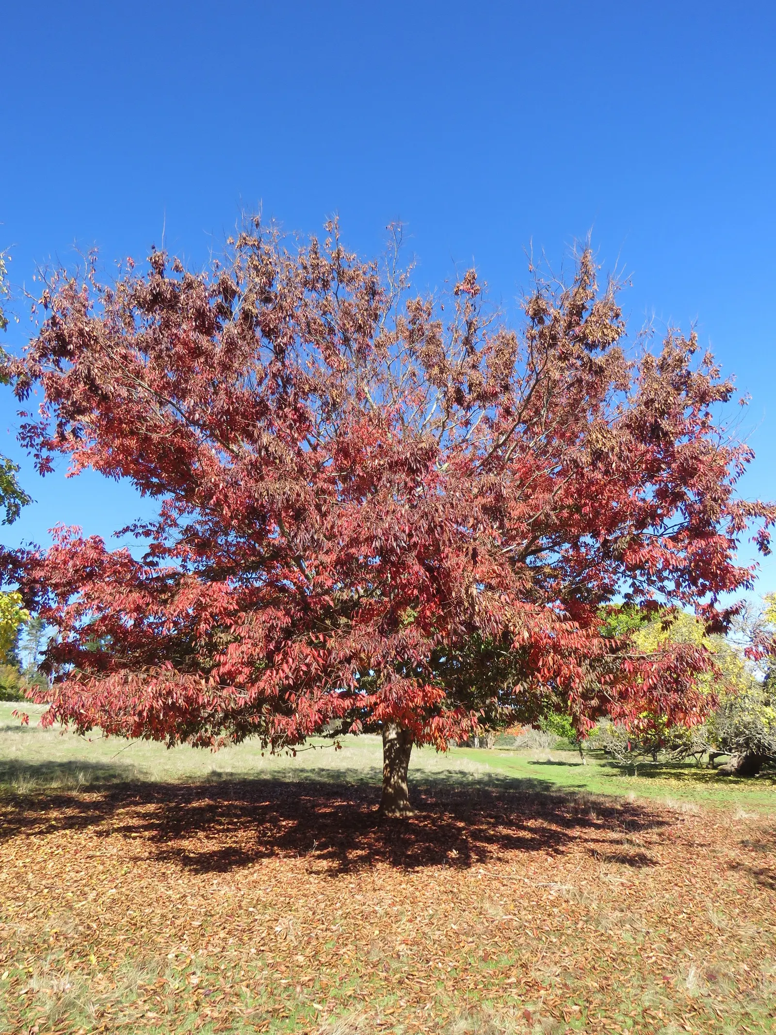 Sawleaf Zelkova (Zelkova Serrata) — though it prefers well-drained