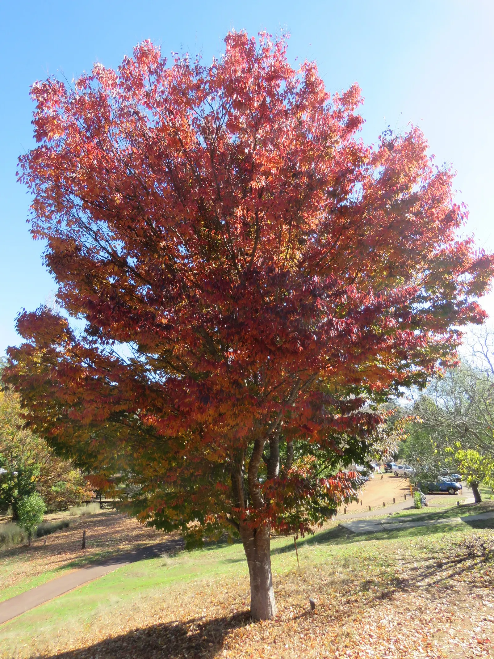 Sawleaf Zelkova (Zelkova Serrata) — is a majestic deciduous tree admired for its vase-like shape; maturing to dark green in summer and transitioning to a