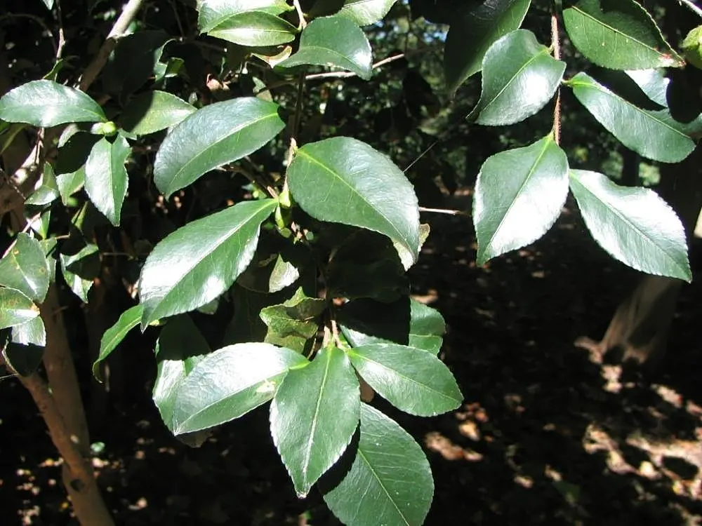Sawleaf Zelkova (Zelkova Serrata) — tree for full; ensure adequate room for growth and consider its use as a focal point