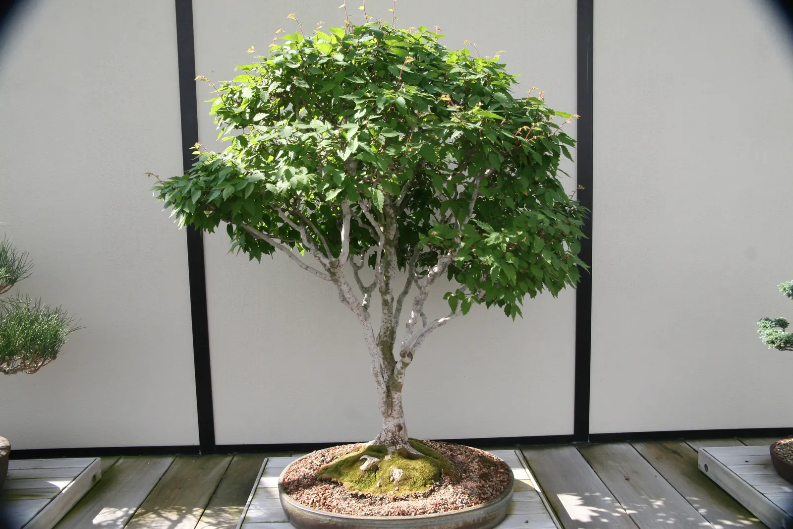 Sawleaf Zelkova (Zelkova Serrata) — providing year-round interest; this deciduous tree thrives in USDA hardiness zones 5 to 8, image 66