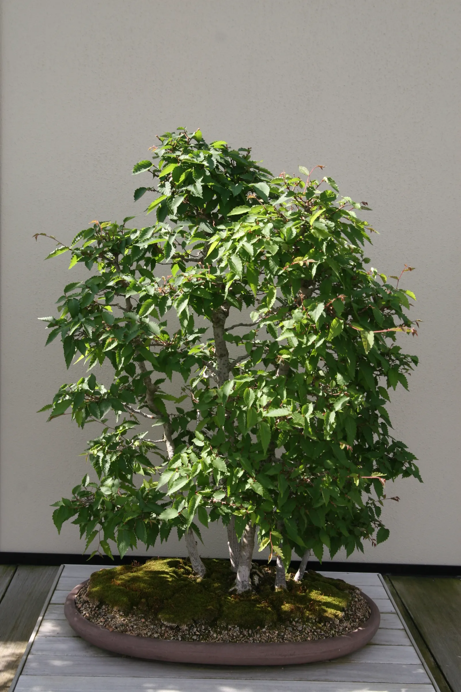 Sawleaf Zelkova (Zelkova Serrata) — though it prefers well-drained; ideal for urban landscapes, it thrives in full sun and is highly resistant to, image 69