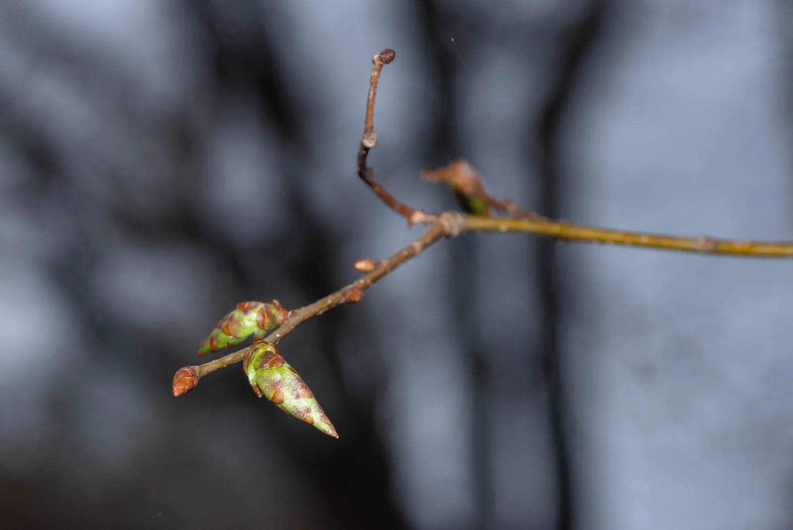 Sawleaf Zelkova (Zelkova Serrata) — with a graceful spread of 50 to 75 feet