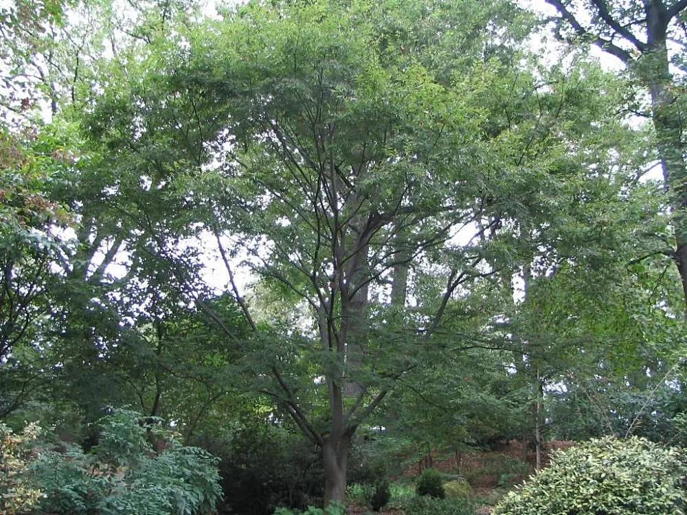 Sawleaf Zelkova (Zelkova Serrata) — reaching heights of 50-80 feet with a spread of 50-75 feet; mature specimens reach lofty heights between 50 to 80 feet
