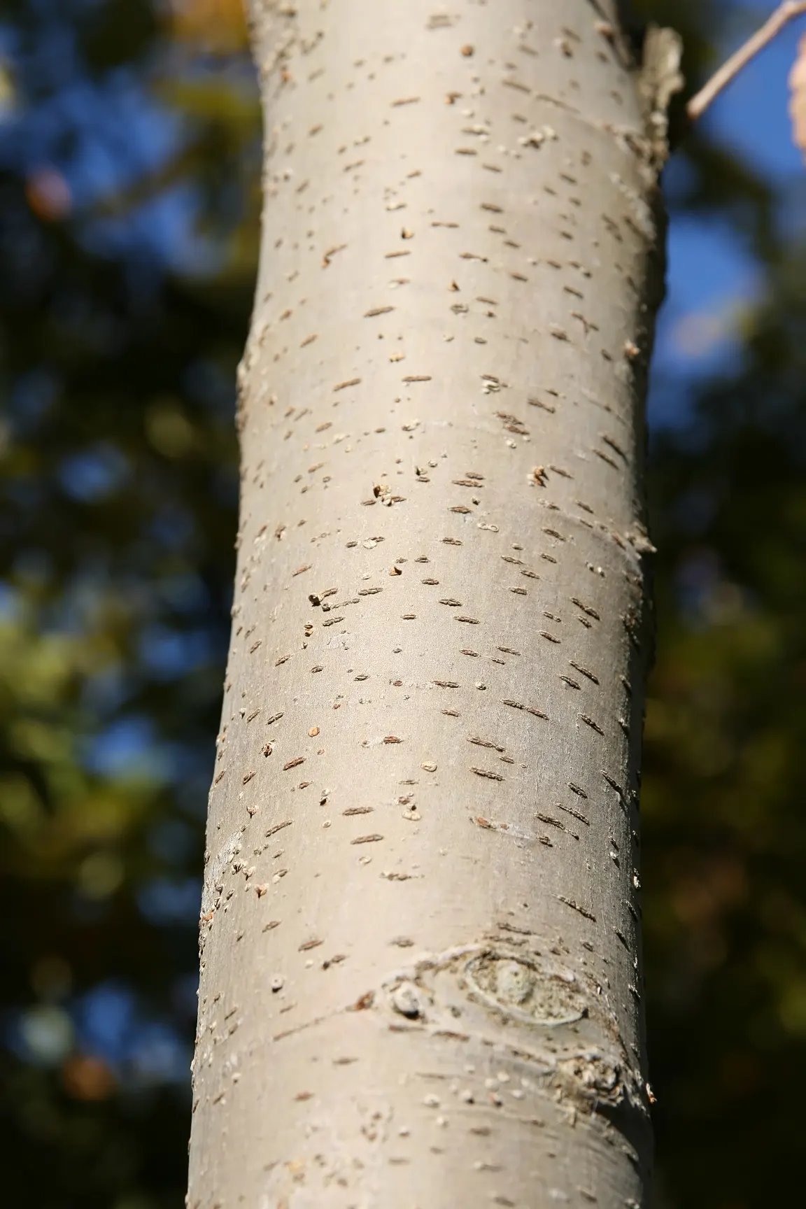 Sawleaf Zelkova (Zelkova Serrata) — the foliage transitions to a spectacular show of oranges; reaching heights of 50-80 feet with a spread of 50-75 feet