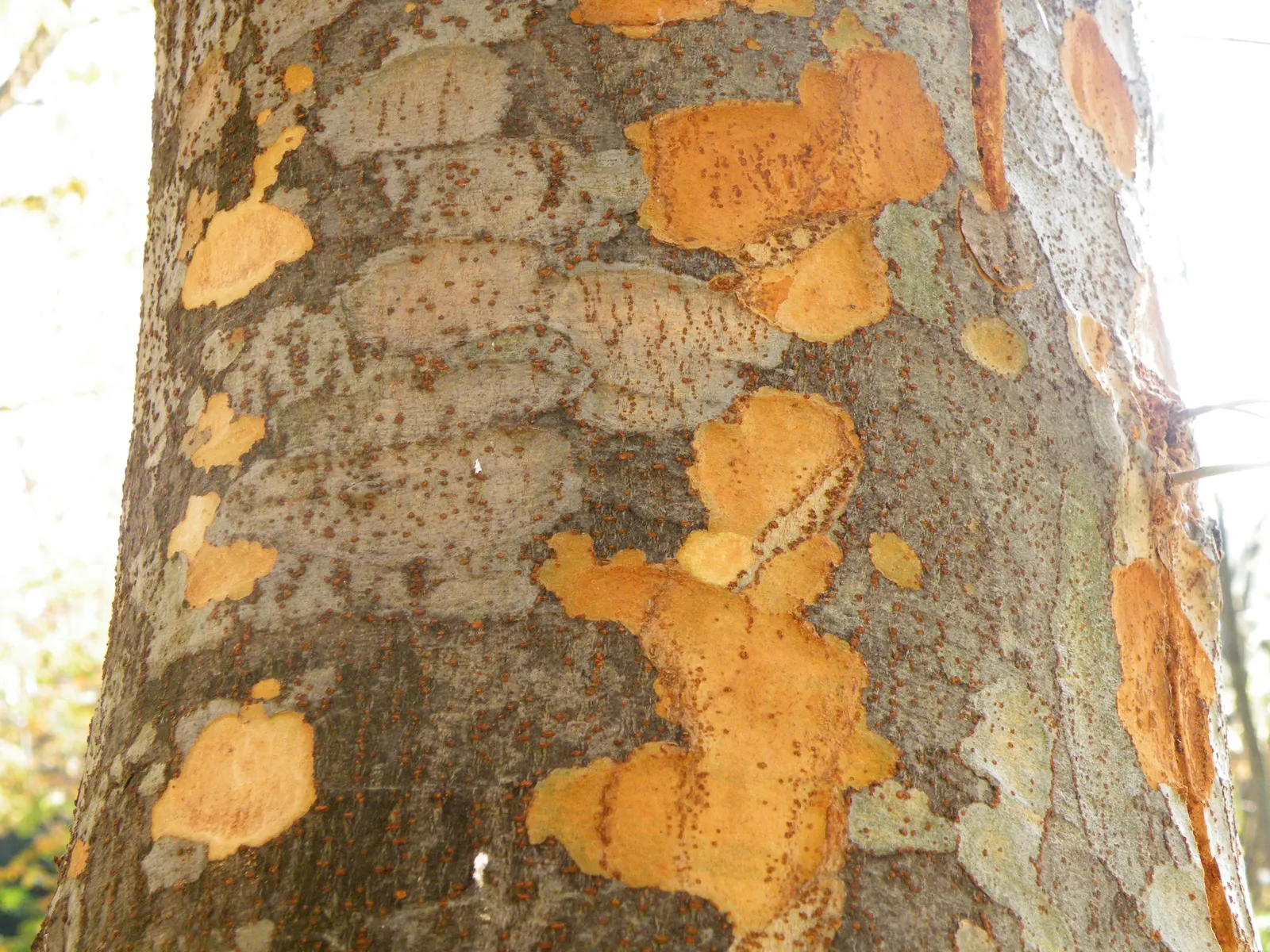 Sawleaf Zelkova (Zelkova Serrata) — with a graceful spread of 50 to 75 feet; title: Sawleaf Zelkova - Zelkova serrata<br><br>The Sawleaf Zelkova, image 62