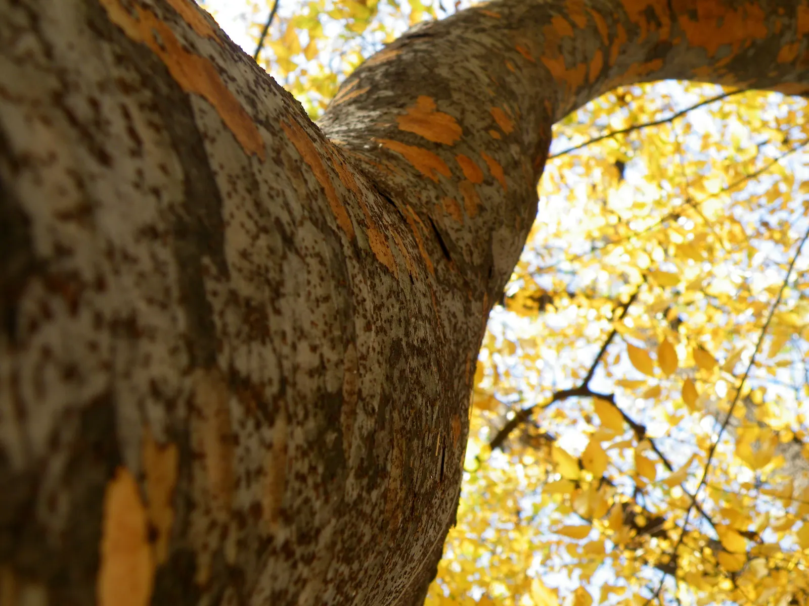 Sawleaf Zelkova (Zelkova Serrata) — vase-like canopy that offers ample shade.<br><br>Boasting a moderate growth rate, image 63