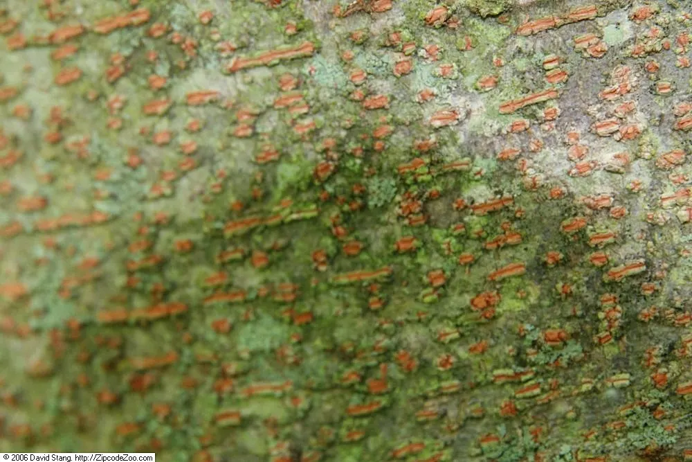 Sawleaf Zelkova (Zelkova Serrata) — providing year-round interest