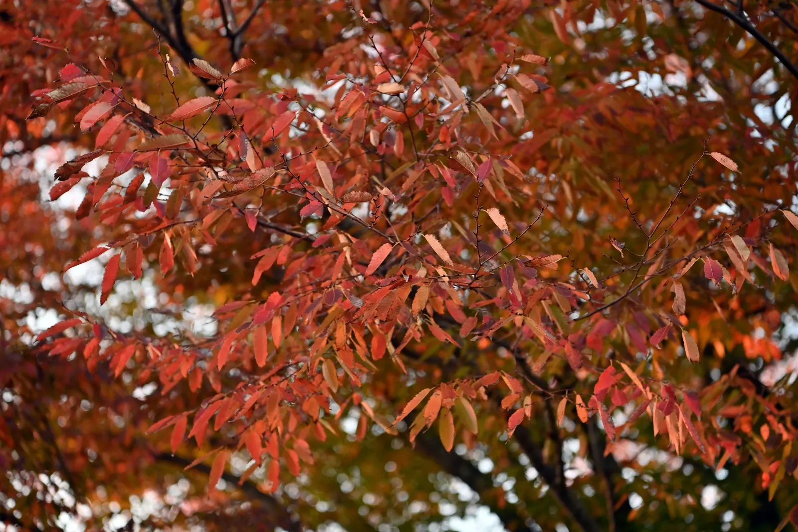 Sawleaf Zelkova (Zelkova Serrata) — vase-like canopy that offers ample shade.<br><br>Boasting a moderate growth rate