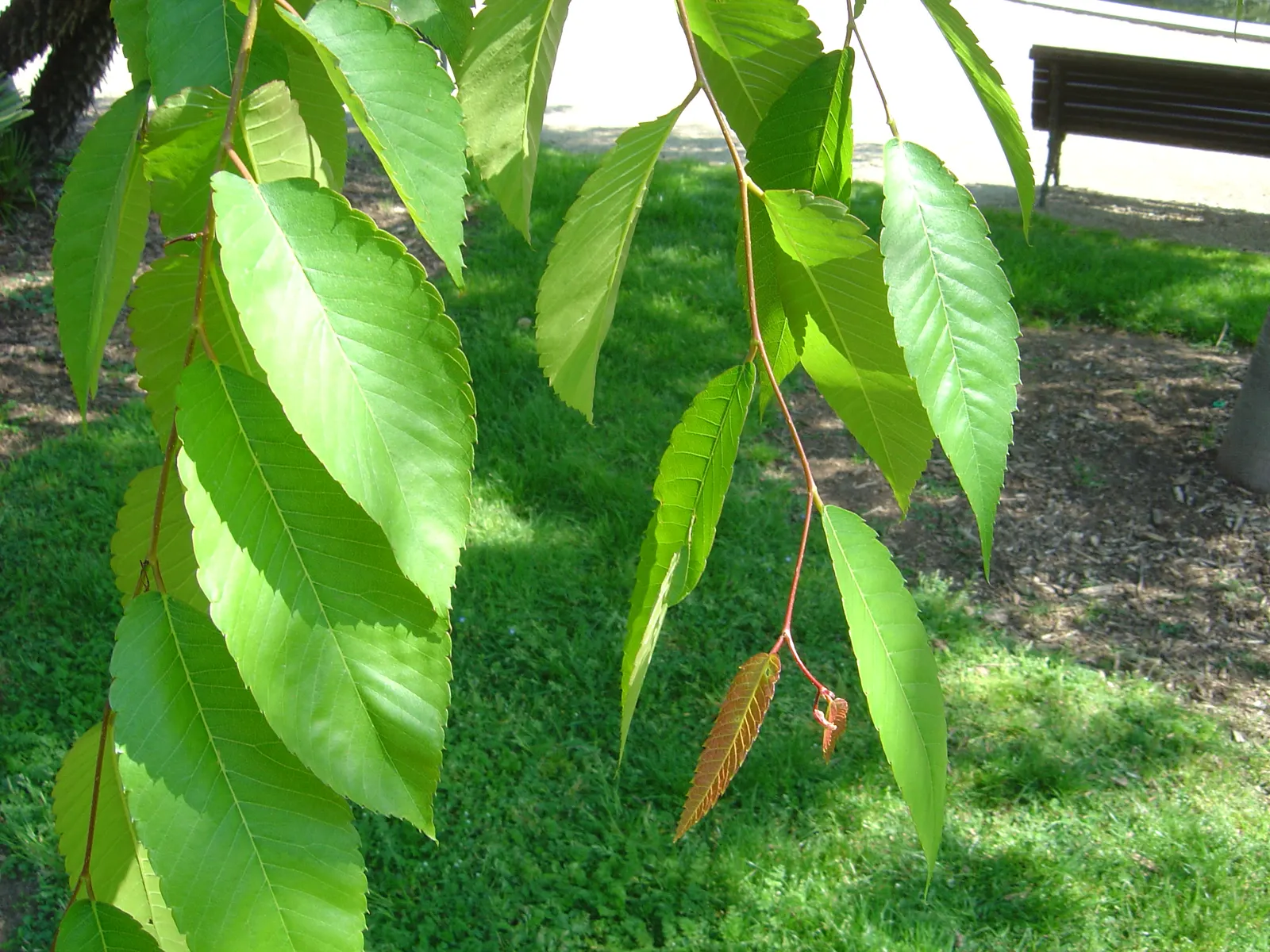 Sawleaf Zelkova (Zelkova Serrata) — making it a reliable alternative to elms.<br><br>When specifying Zelkova serrata; though it prefers well-drained, image 71