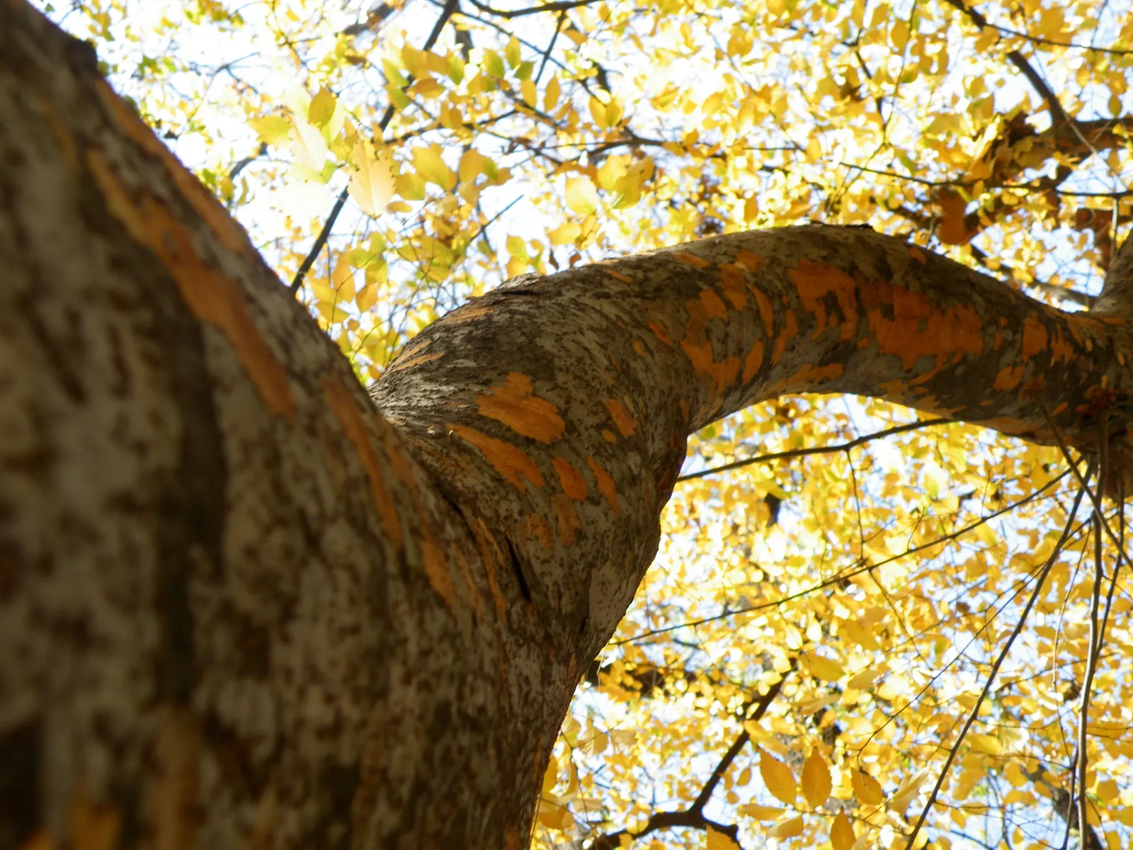 Sawleaf Zelkova (Zelkova Serrata) — vase-like canopy that offers ample shade.<br><br>Boasting a moderate growth rate, image 38