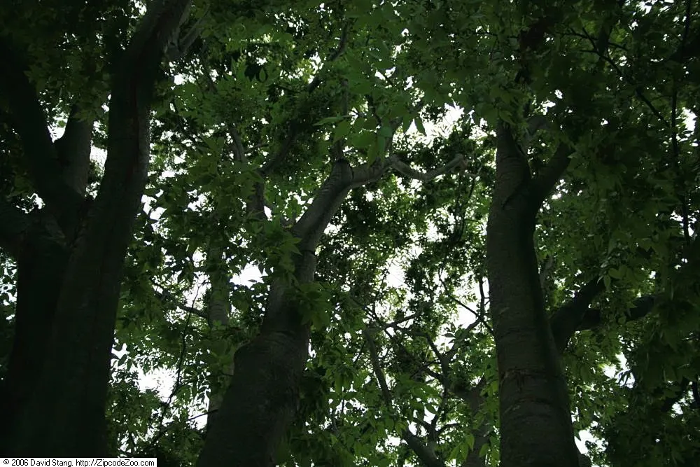 Sawleaf Zelkova (Zelkova Serrata) — the Sawleaf Zelkova promises to enhance the landscape with both beauty and endurance