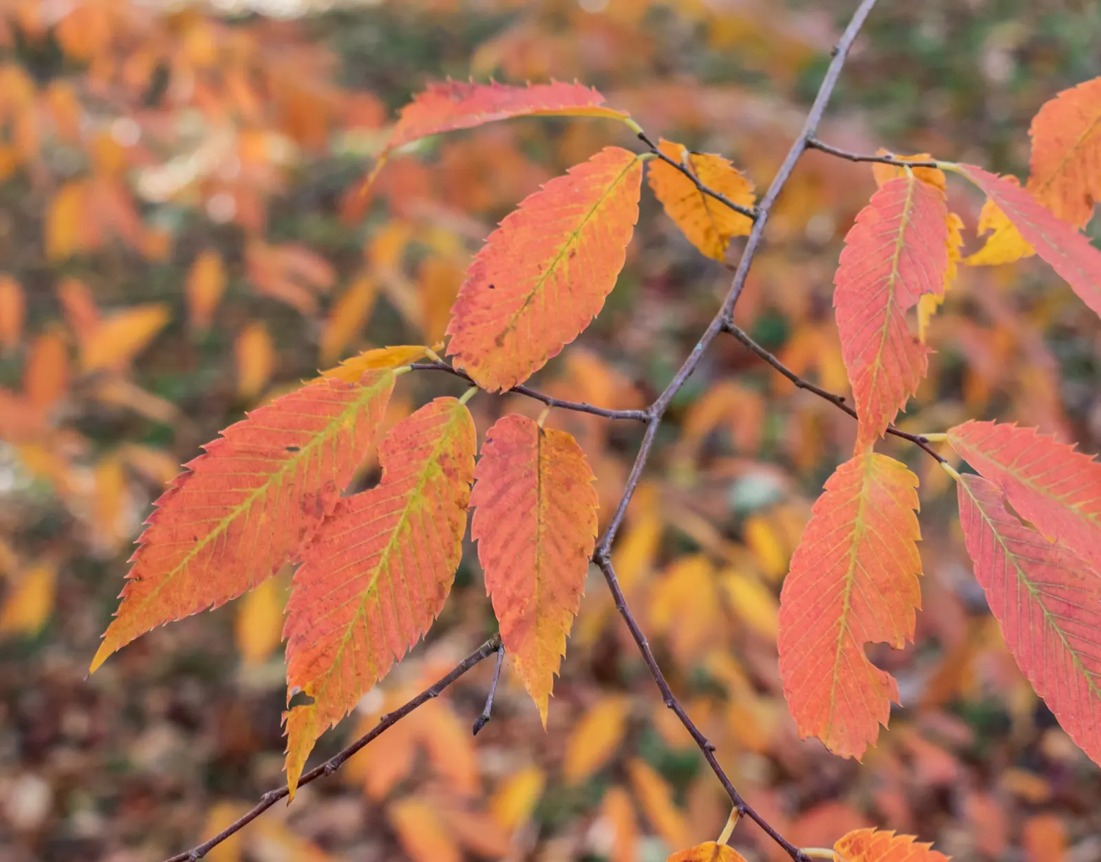 Sawleaf Zelkova (Zelkova Serrata) — this deciduous tree thrives in USDA hardiness zones 5 to 8