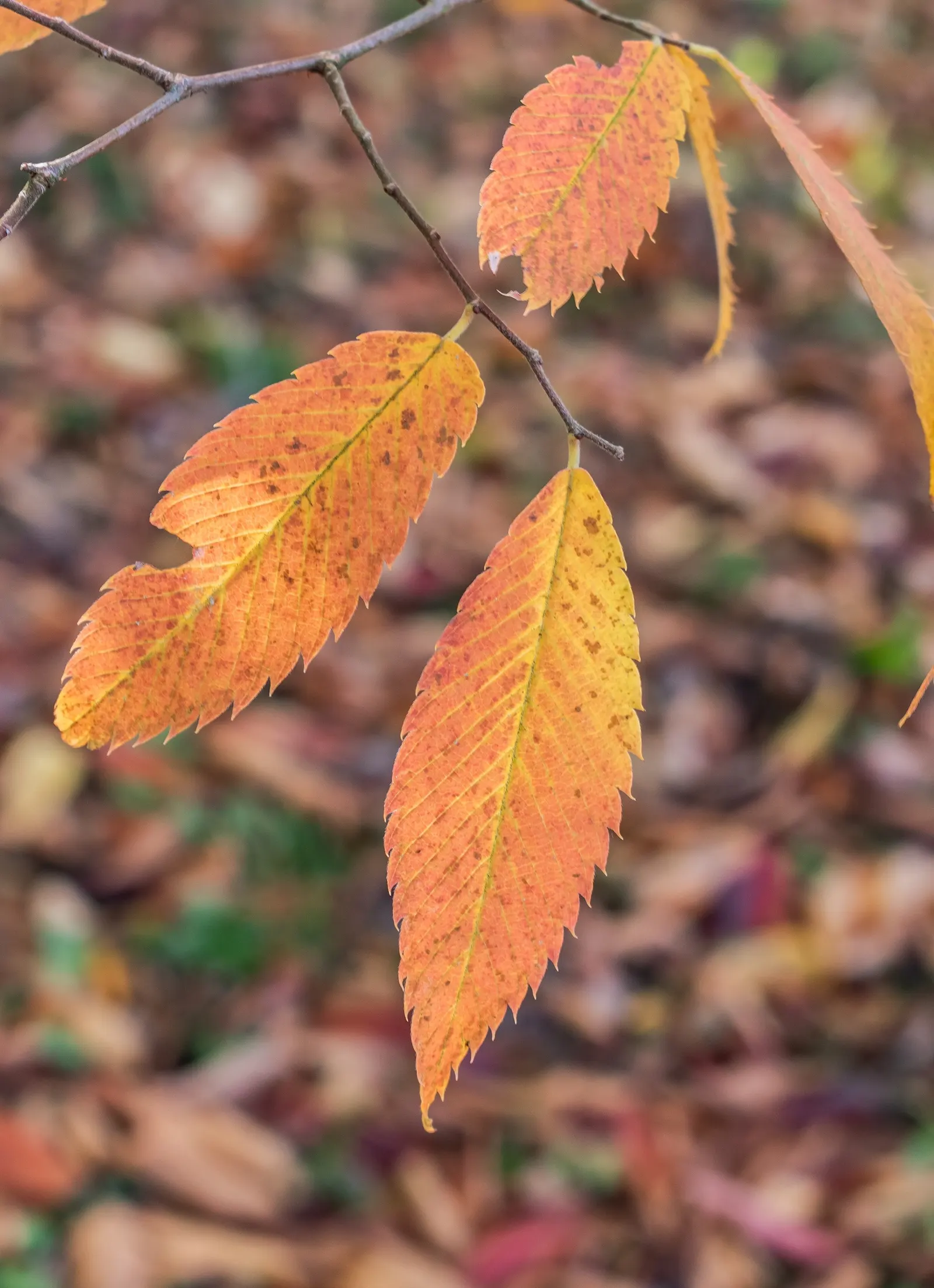 Sawleaf Zelkova (Zelkova Serrata) — With its stately form and seasonal colors