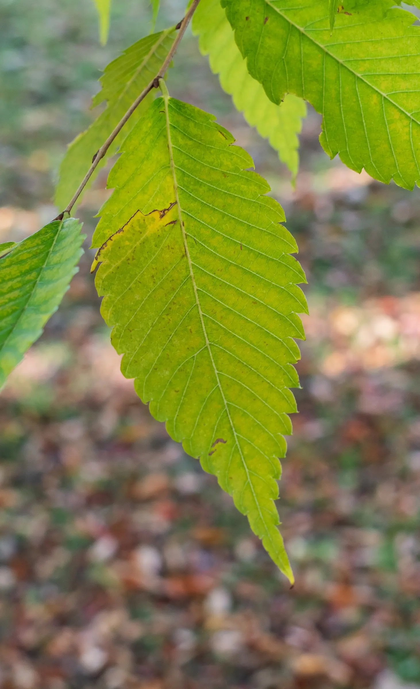 Sawleaf Zelkova (Zelkova Serrata) — providing year-round interest; this deciduous tree thrives in USDA hardiness zones 5 to 8