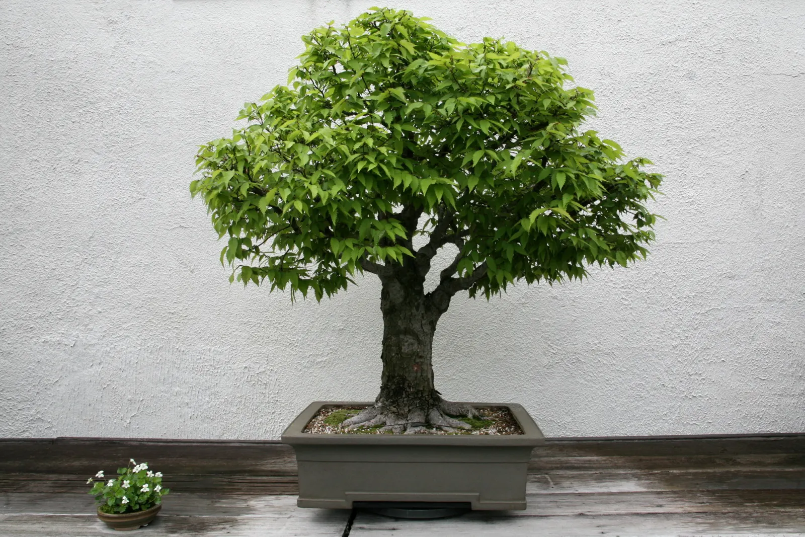 Sawleaf Zelkova (Zelkova Serrata) — It is also notably resistant to Dutch elm disease