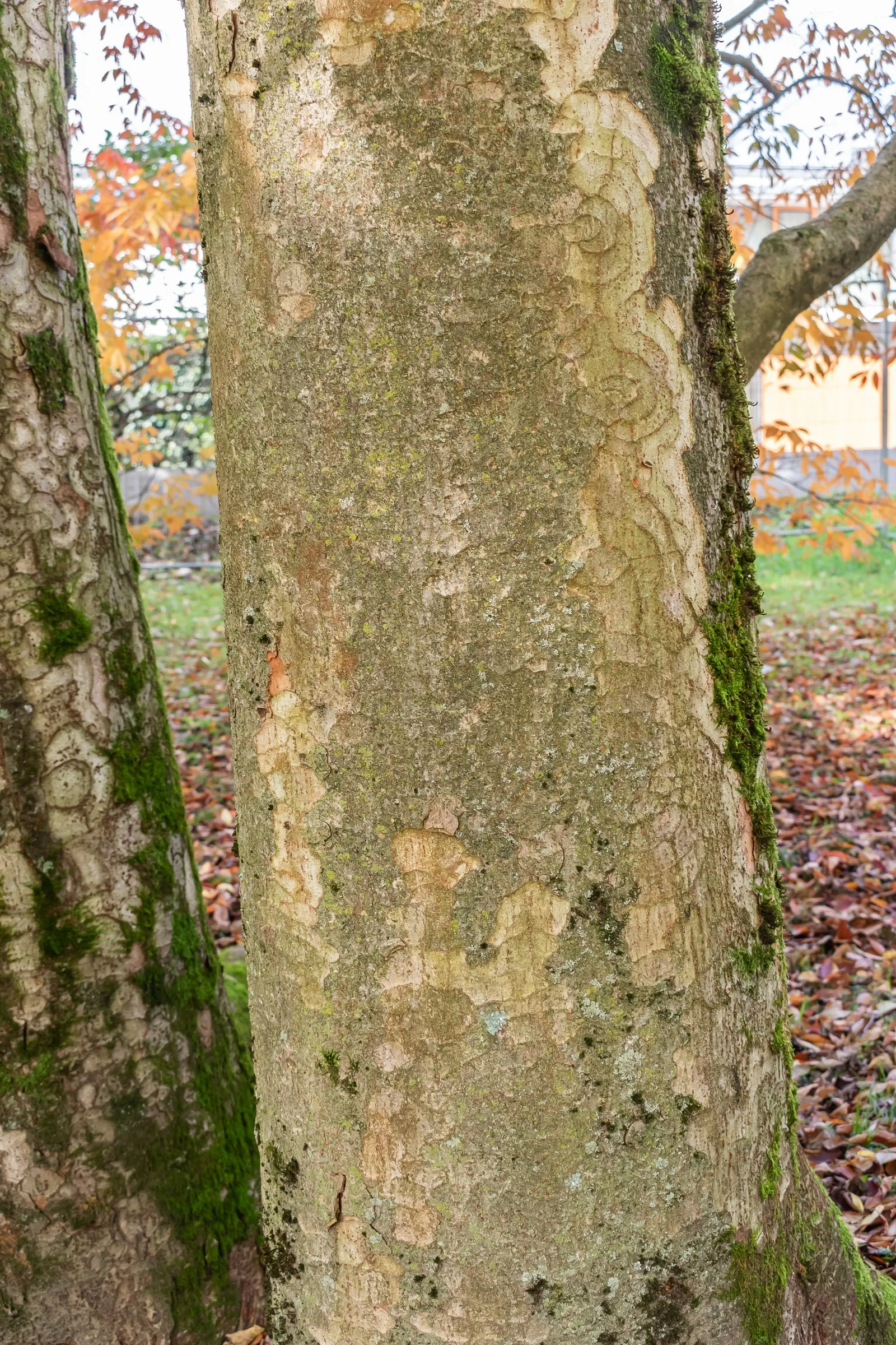 Sawleaf Zelkova (Zelkova Serrata) — Mature specimens reach lofty heights between 50 to 80 feet