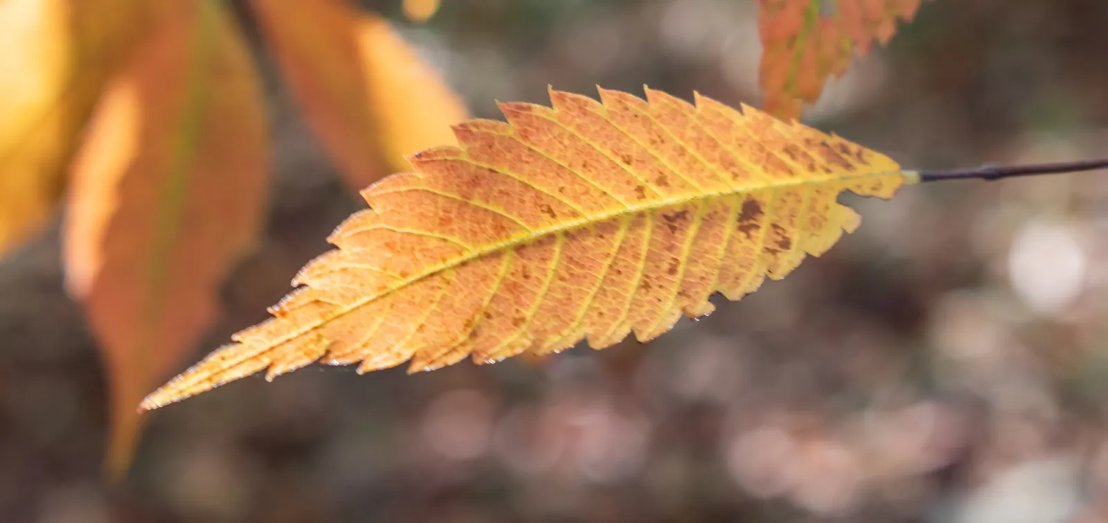 Sawleaf Zelkova (Zelkova Serrata) — making it an impeccable choice for diverse landscape designs; its serrated leaves emerge with a bronze tinge