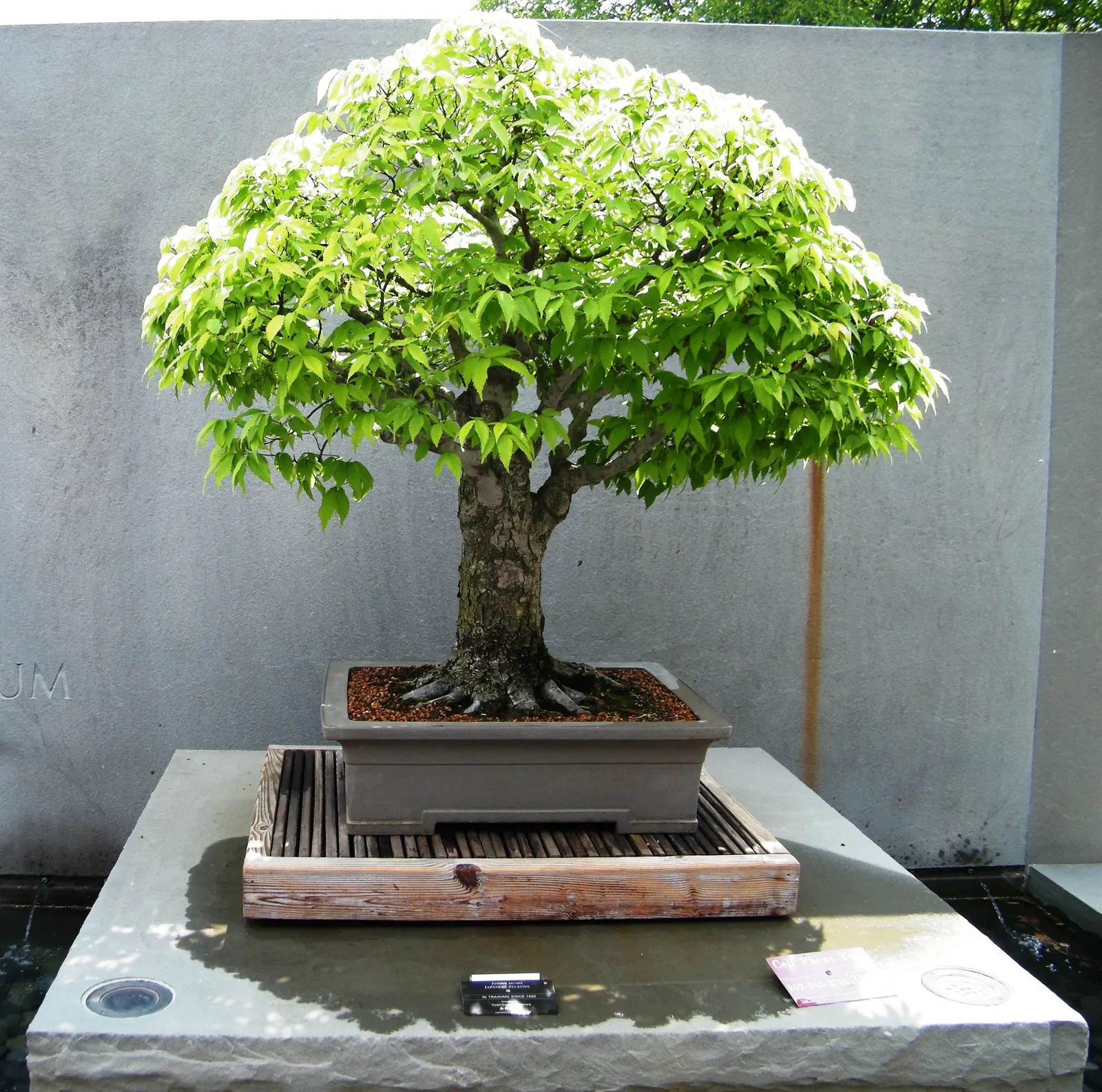 Sawleaf Zelkova (Zelkova Serrata) — with a graceful spread of 50 to 75 feet; title: Sawleaf Zelkova - Zelkova serrata<br><br>The Sawleaf Zelkova