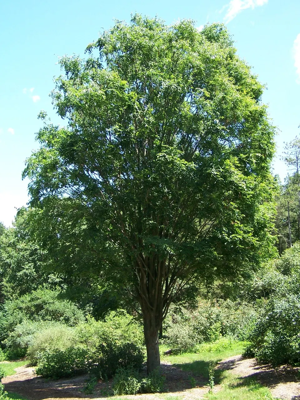 Sawleaf Zelkova (Zelkova Serrata) — this deciduous tree thrives in USDA hardiness zones 5 to 8; withstanding winter lows down to -20&deg;F