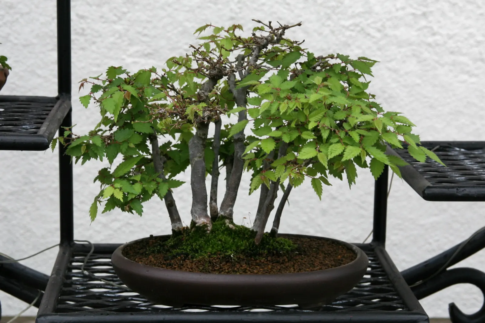 Sawleaf Zelkova (Zelkova Serrata) — though it prefers well-drained; ideal for urban landscapes, it thrives in full sun and is highly resistant to diseases and