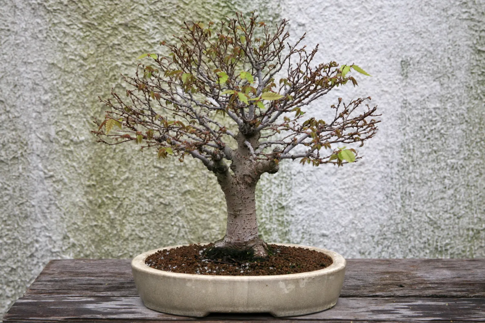 Sawleaf Zelkova (Zelkova Serrata) — Mature specimens reach lofty heights between 50 to 80 feet; the Sawleaf Zelkova promises to enhance the landscape with both