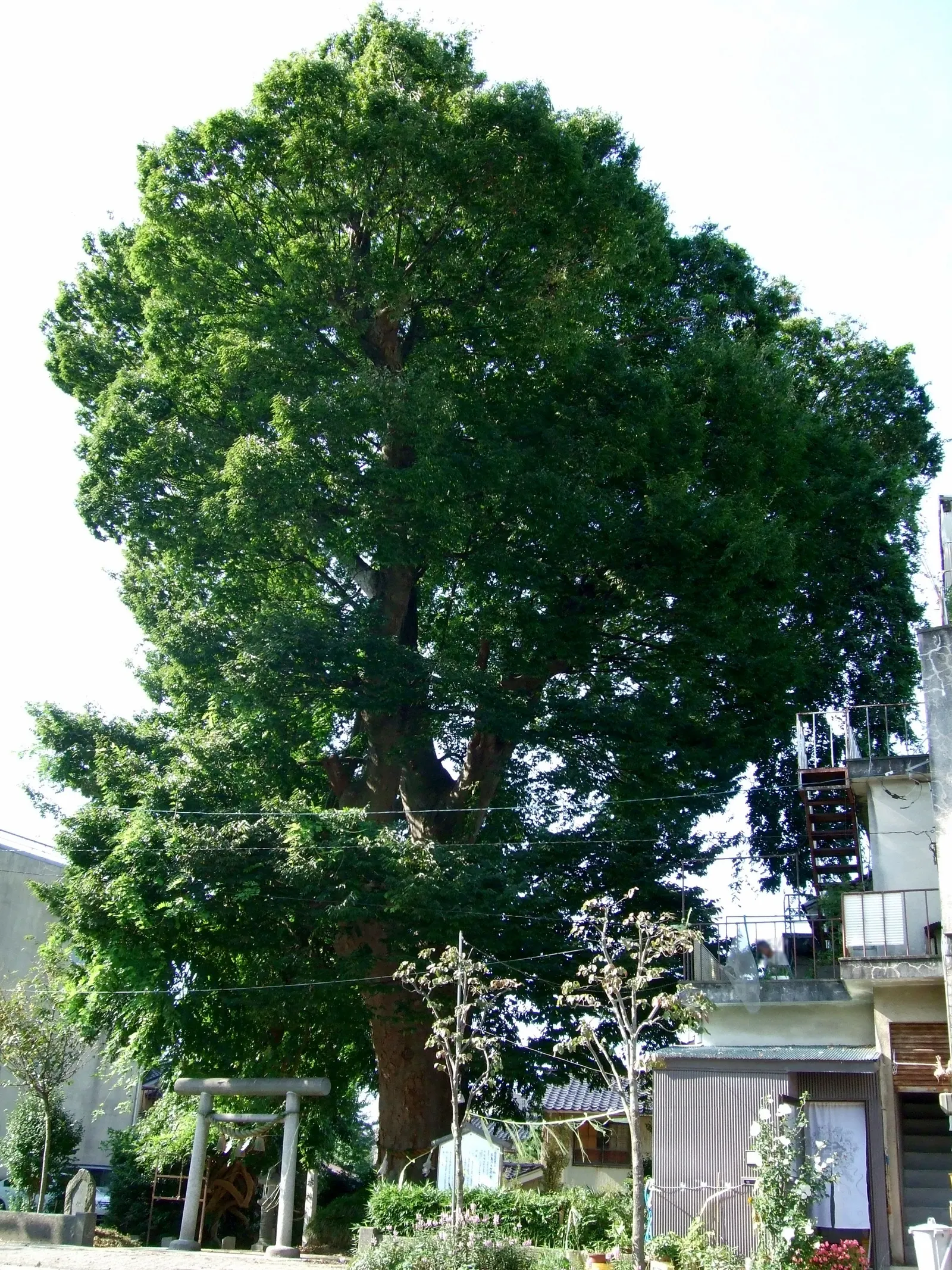 Sawleaf Zelkova (Zelkova Serrata) — the Sawleaf Zelkova promises to enhance the landscape with both beauty and endurance; the foliage transitions to a