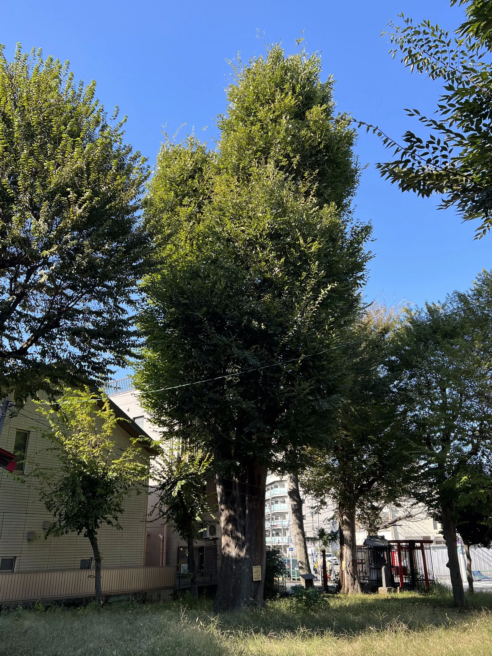 Sawleaf Zelkova (Zelkova Serrata) — Title: Sawleaf Zelkova - Zelkova serrata<br><br>The Sawleaf Zelkova; which accounts for its common name