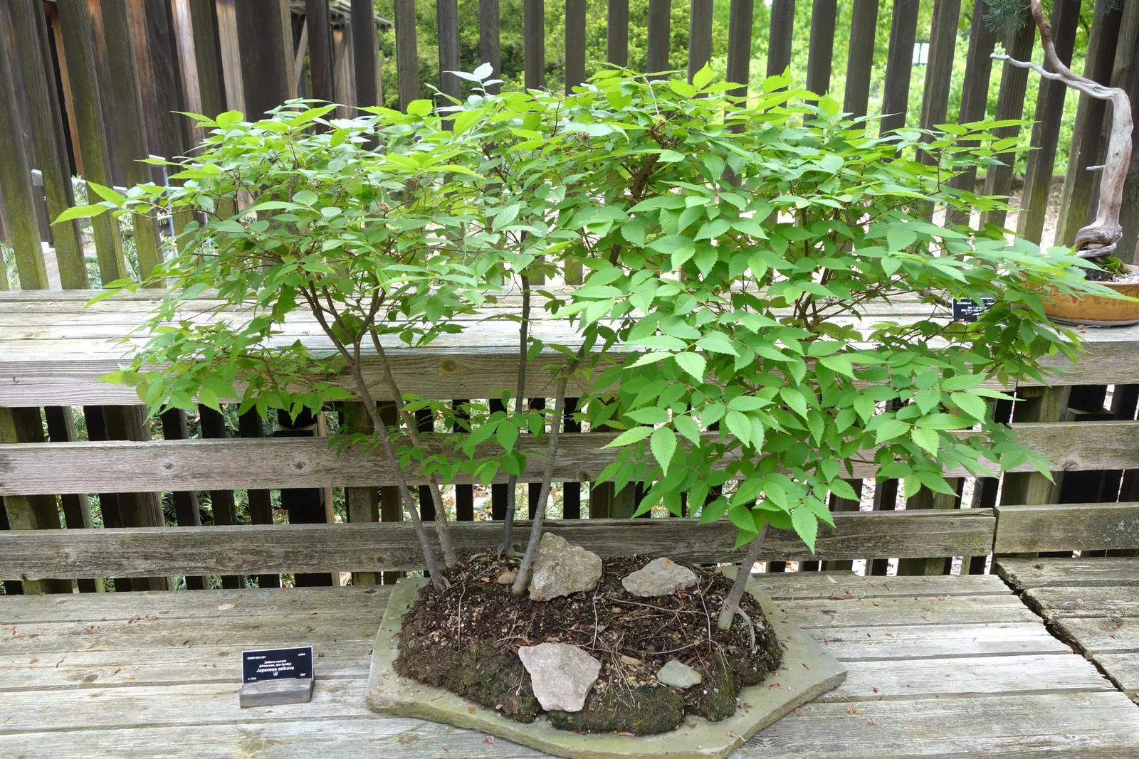 Sawleaf Zelkova (Zelkova Serrata) — Ideal for urban landscapes, it thrives in full sun and is highly resistant to diseases and pests; offers both aesthetic