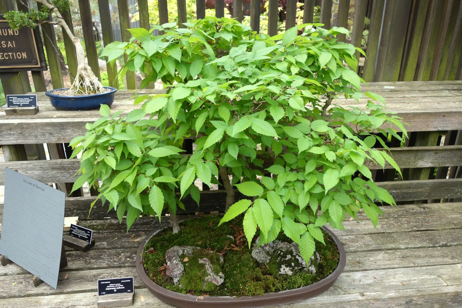 Sawleaf Zelkova (Zelkova Serrata) — maturing to dark green in summer and transitioning to a brilliant palette of reds; tree for full