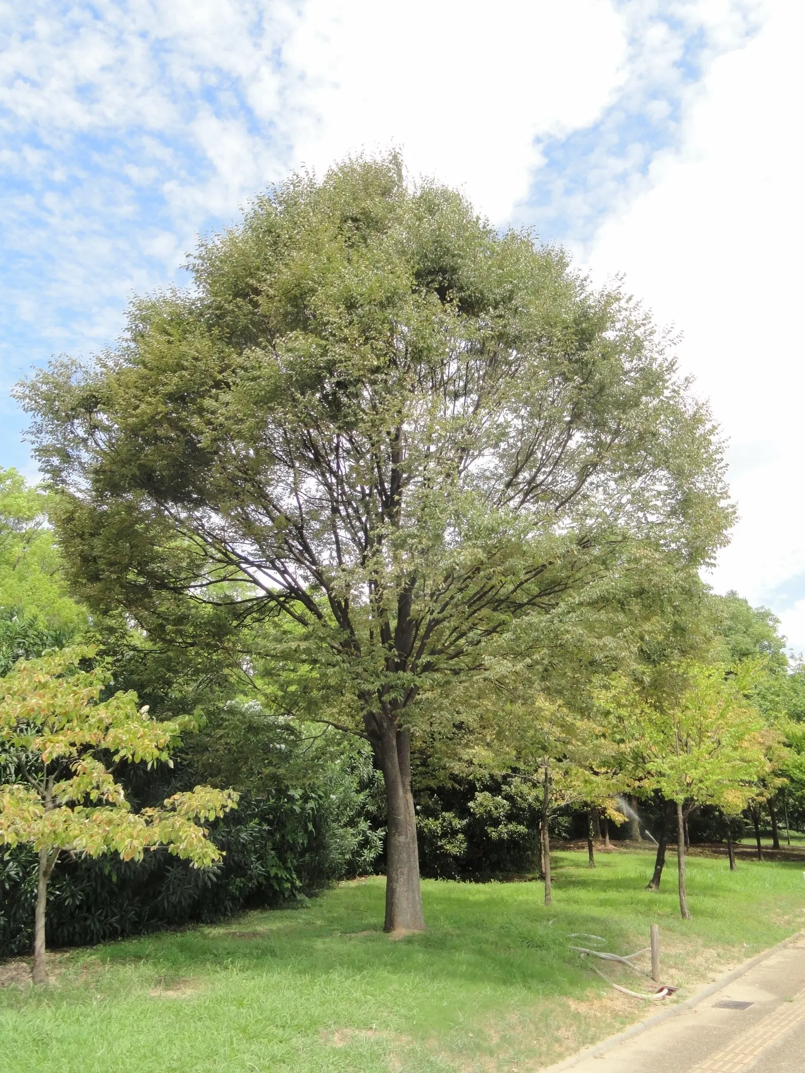 Sawleaf Zelkova (Zelkova Serrata) — Title: Sawleaf Zelkova - Zelkova serrata<br><br>The Sawleaf Zelkova