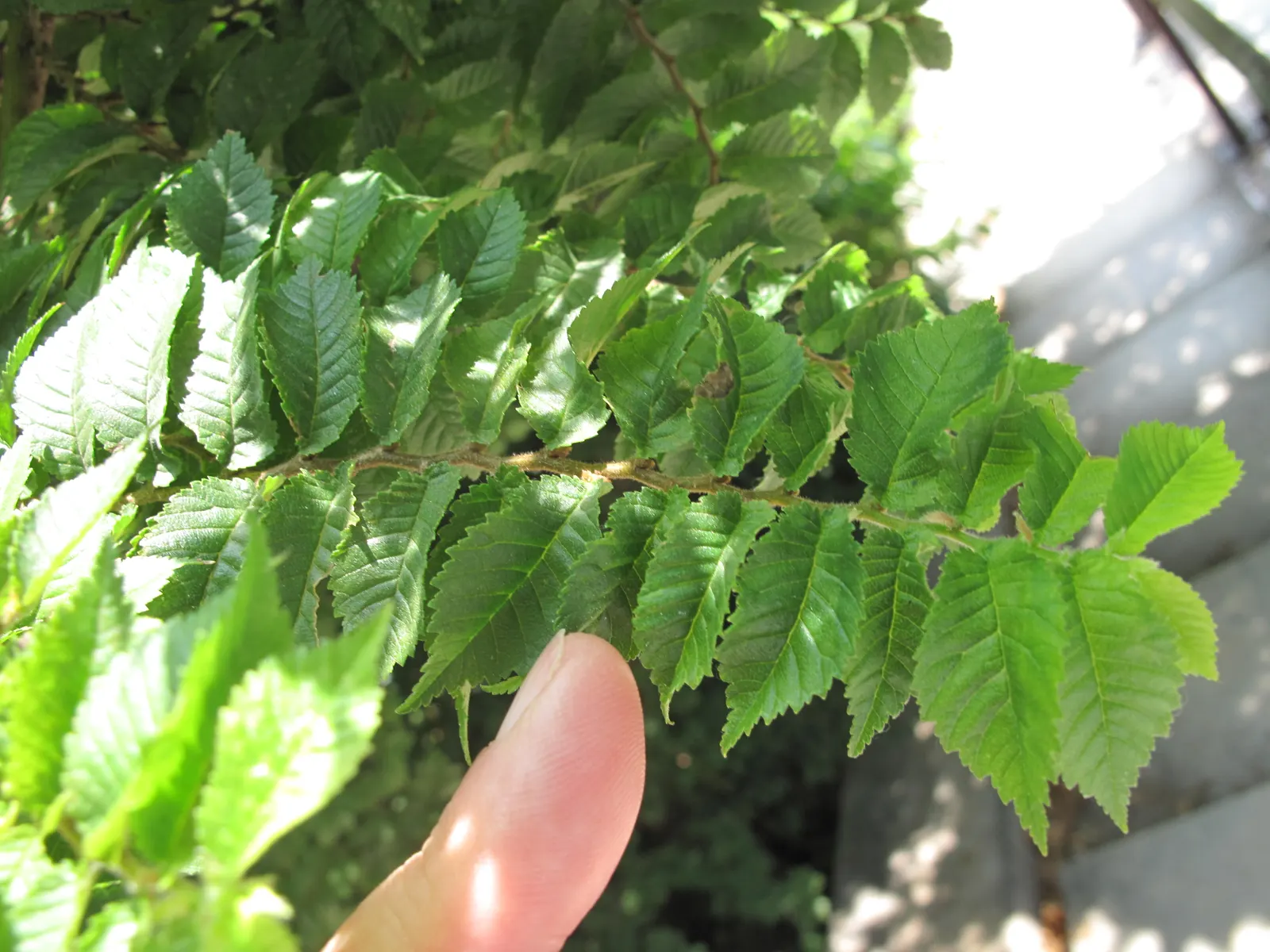 Sawleaf Zelkova (Zelkova Serrata) — is a majestic deciduous tree admired for its vase-like shape