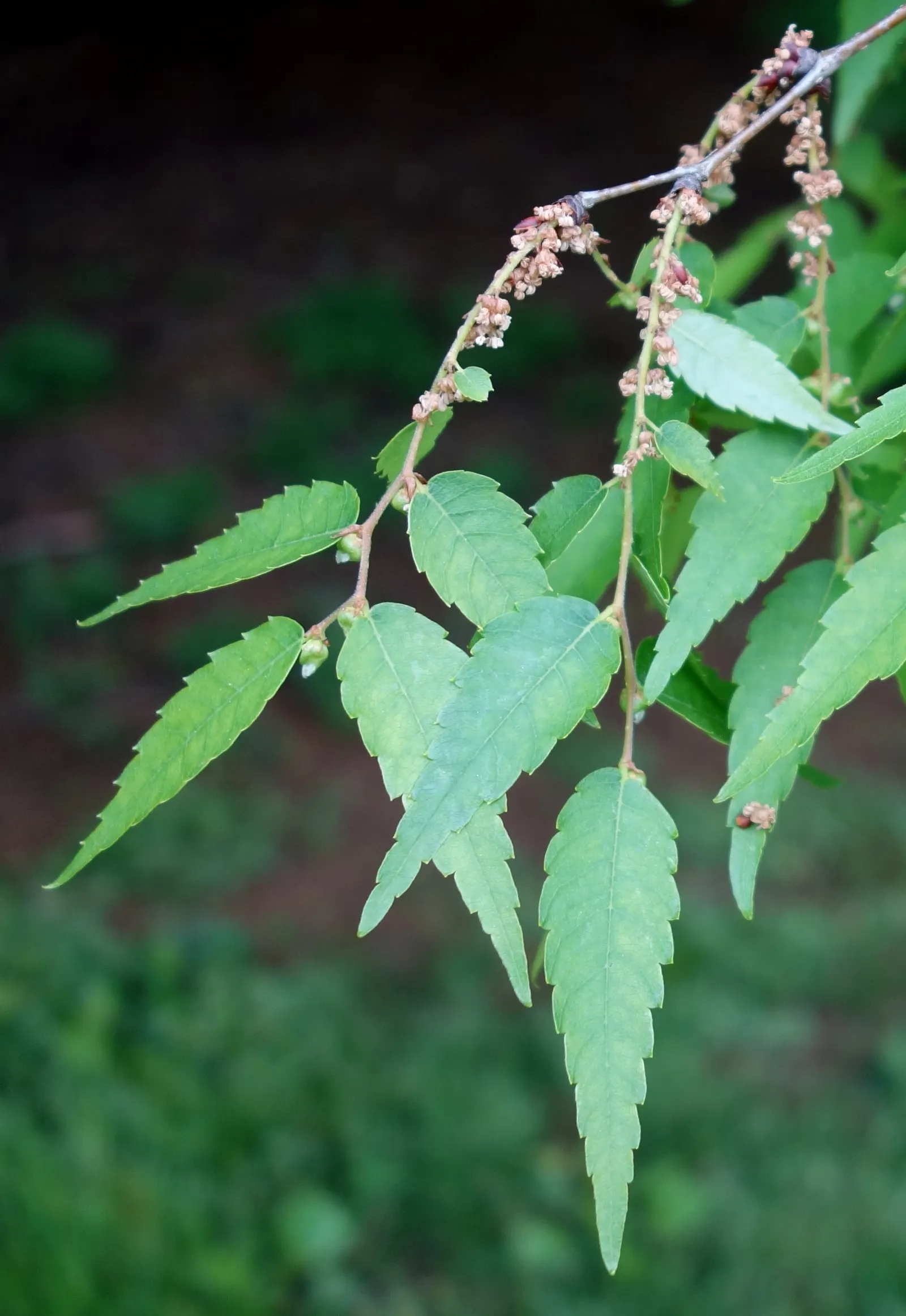 Sawleaf Zelkova (Zelkova Serrata) — making it an impeccable choice for diverse landscape designs