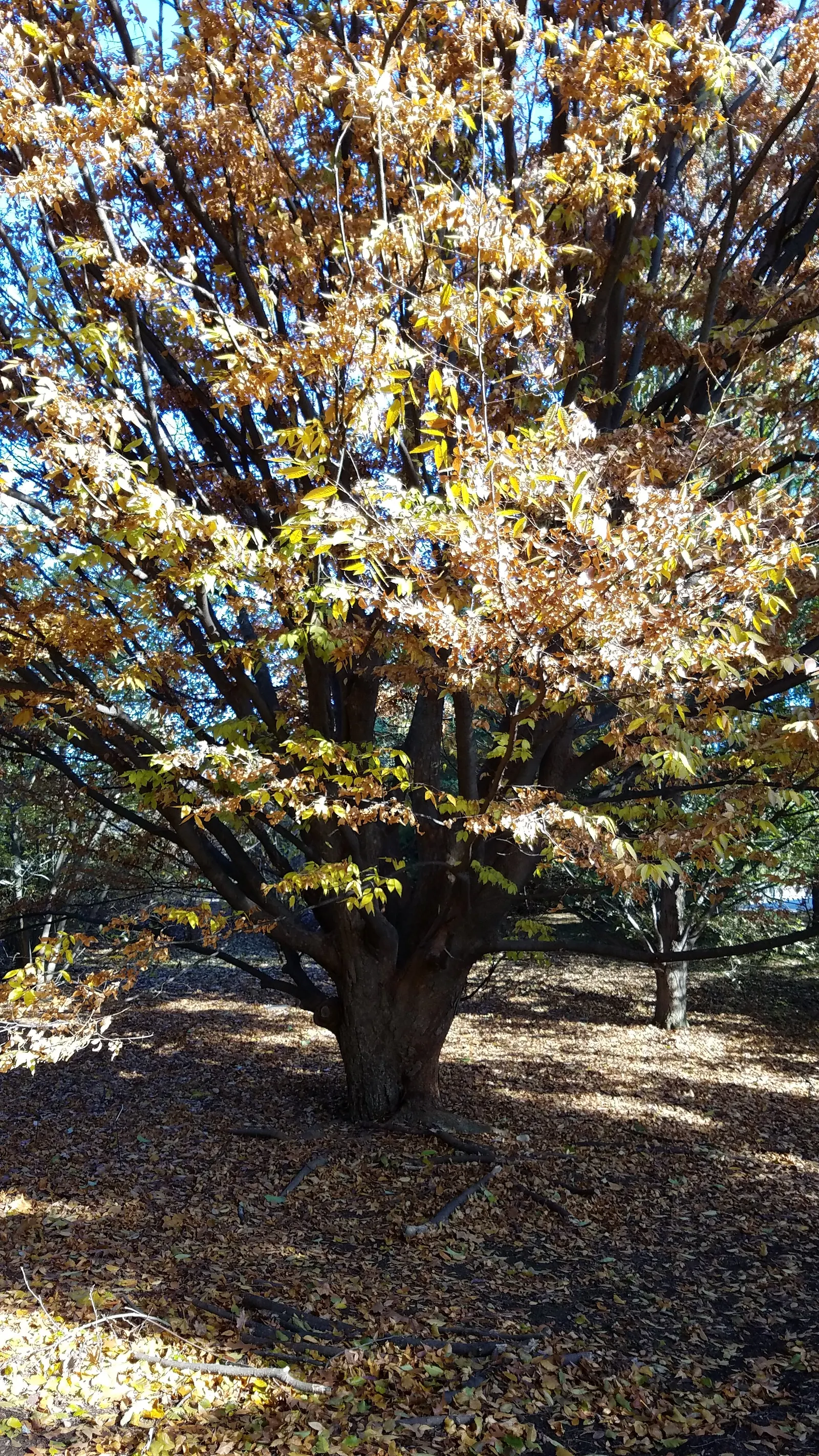 Sawleaf Zelkova (Zelkova Serrata) — Ideal for urban landscapes, it thrives in full sun and is highly resistant to diseases and pests