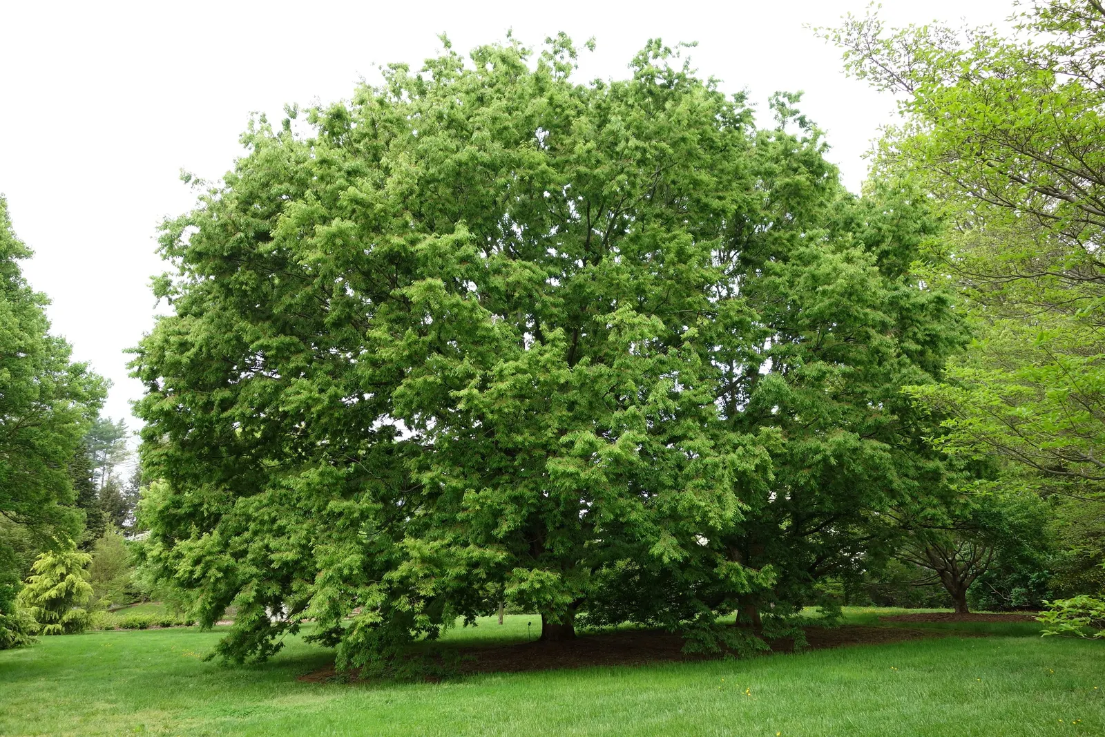 Sawleaf Zelkova (Zelkova Serrata) — offers both aesthetic appeal and resilience